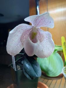 Paphiopedilum Catherine Briois