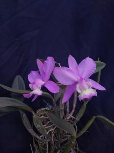 Cattleya dolosa