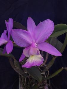 Cattleya dolosa