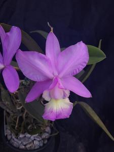 Cattleya dolosa