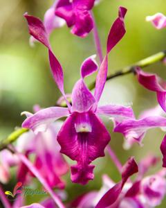 Dendrobium King Cobra