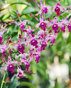 Dendrobium King Cobra