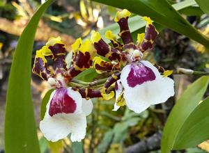 Oncidium Wild Willie