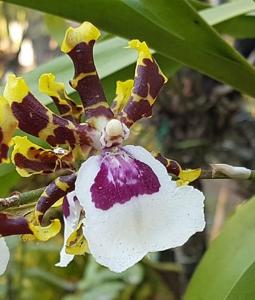 Oncidium Wild Willie