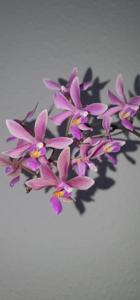 Phalaenopsis Braquestris Melmi