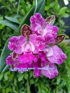 Cattleya Yuan Dung Sweet