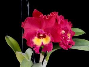 Cattleya Tainan City