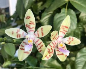 Phalaenopsis Su's Milk Puff