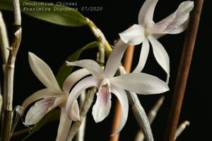 Dendrobium Chinsai