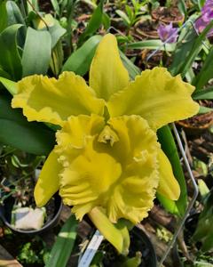 Rhyncholaeliocattleya Duh's Golden Morn