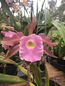 Rhyncholaeliocattleya Helen