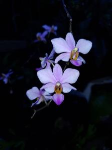 Phalaenopsis Purple Passion