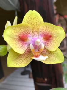 Phalaenopsis Yaphon Green Batman