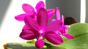 Phalaenopsis Sapphire's Galah