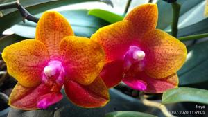 Phalaenopsis Brother Sara Gold