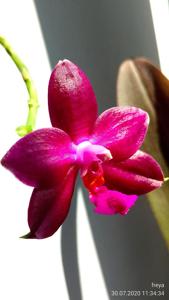 Phalaenopsis Jungo Cherry