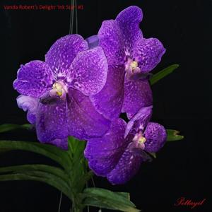 Vanda Robert's Delight