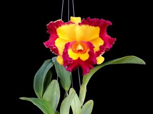 Rhyncholaeliocattleya Village Chief Rose