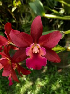 Cattlianthe Netrasiri Fireball