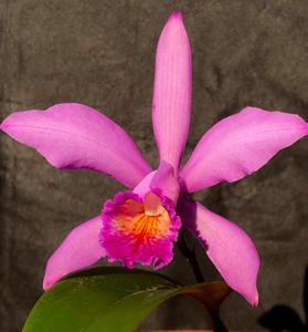 Cattleya cypheri