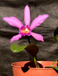 Cattleya cypheri