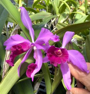 Cattleya Callistoglossa