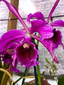 Cattleya Grande Dame