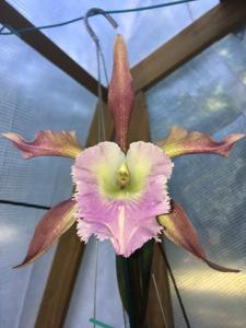 Cattleya Helen