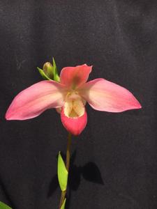 Phragmipedium Peruflora's Spirit