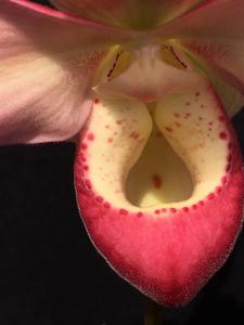 Phragmipedium Peruflora's Spirit