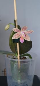 Phalaenopsis Li'l Bit