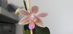 Phalaenopsis Li'l Bit