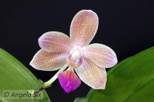 Phalaenopsis Javalin