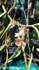 Aeristoma Kasorn Rosy Speckles