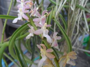 Aeristoma Kasorn Rosy Speckles