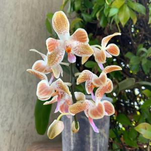 Phalaenopsis SIO's Celebes Sea