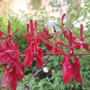 <i>Renanthera</i> Scarlet Yuka