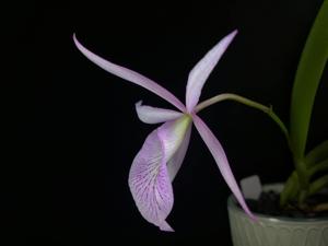 Brassocattleya Beulah Bradeen