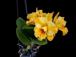 Rhyncattleanthe Nell Hammer