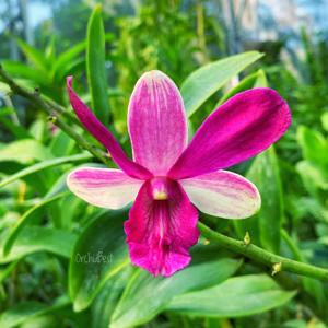 Dendrobium Mayang Maurai