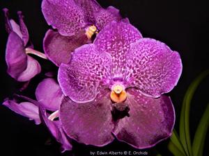 Vanda Pure's Wax