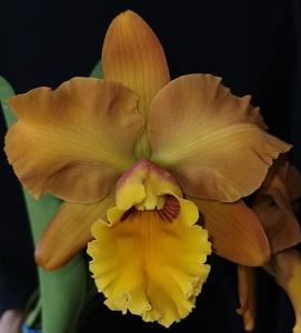 Rhyncholaeliocattleya Adolfo Rodriguez Sanchez