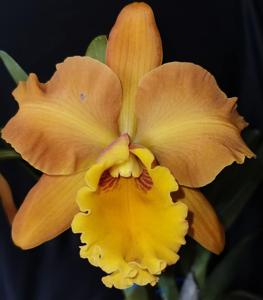 Rhyncholaeliocattleya Adolfo Rodriguez Sanchez