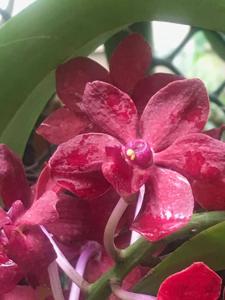 Vandachostylis Viraphandhu Red Gem