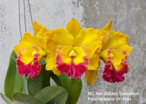 Rhyncholaeliocattleya Yen Golden Sensation
