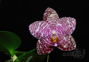 Phalaenopsis Natasha