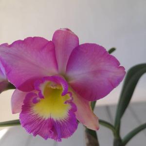 Rhyncholaeliocattleya Groganiae