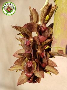 Catasetum Antonio Miranda Z