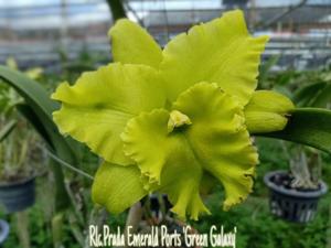 Rhyncholaeliocattleya Prada Emerald Ports