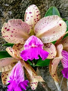 Cattleya Sandra Turner